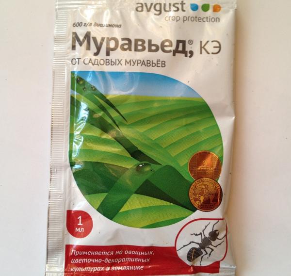 Что делать с муравьями на участке: как бороться с ними