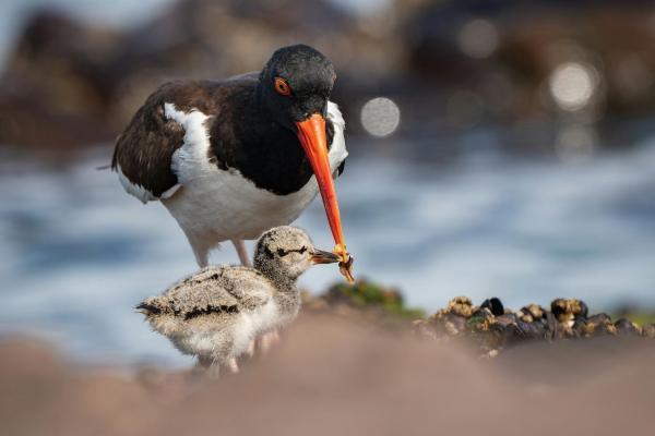Конкурс Audubon Photography Awards 2025 Конкурс Audubon Photography Awards 2025