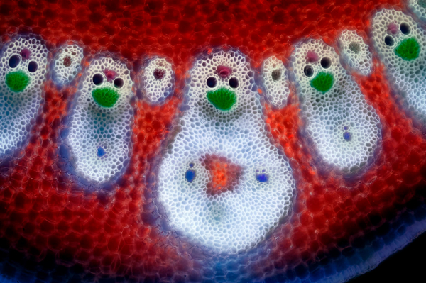Конкурс микрофотографии Nikon Small World 2025 Конкурс микрофотографии Nikon Small World 2025
