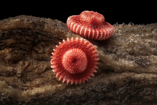 Конкурс микрофотографии Nikon Small World 2025 Конкурс микрофотографии Nikon Small World 2025