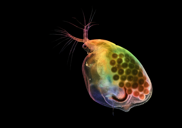 Конкурс микрофотографии Nikon Small World 2025 Конкурс микрофотографии Nikon Small World 2025