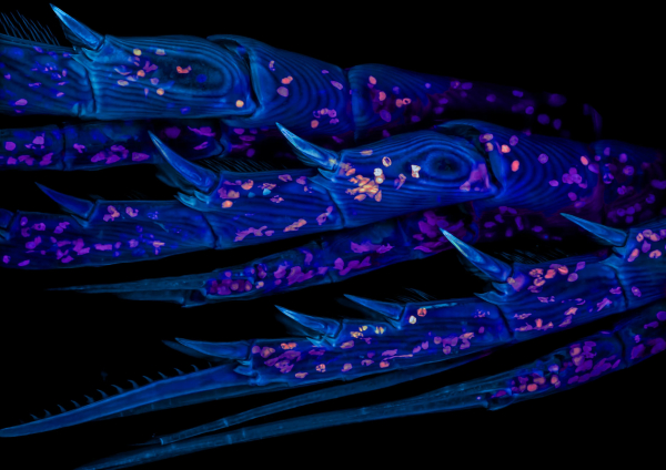 Конкурс микрофотографии Nikon Small World 2025 Конкурс микрофотографии Nikon Small World 2025