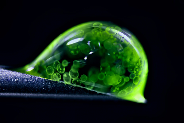 Конкурс микрофотографии Nikon Small World 2025 Конкурс микрофотографии Nikon Small World 2025