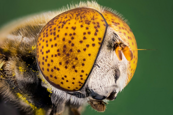 Конкурс микрофотографии Nikon Small World 2025 Конкурс микрофотографии Nikon Small World 2025
