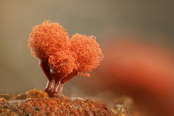 Конкурс микрофотографии Nikon Small World 2025 Конкурс микрофотографии Nikon Small World 2025