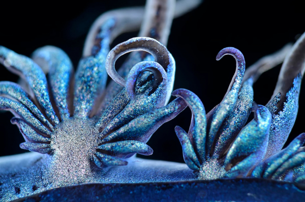 Конкурс микрофотографии Nikon Small World 2025 Конкурс микрофотографии Nikon Small World 2025