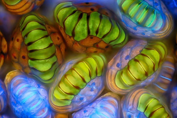 Конкурс микрофотографии Nikon Small World 2025 Конкурс микрофотографии Nikon Small World 2025