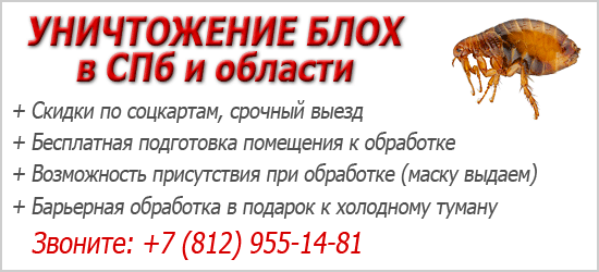 Чем опасны блохи для человека