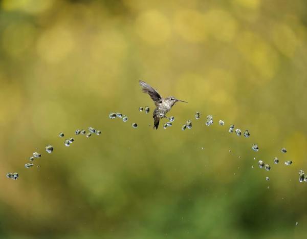 Лучшие фотографии птиц с конкурса Audubon Photography Awards Лучшие фотографии птиц с конкурса Audubon Photography Awards