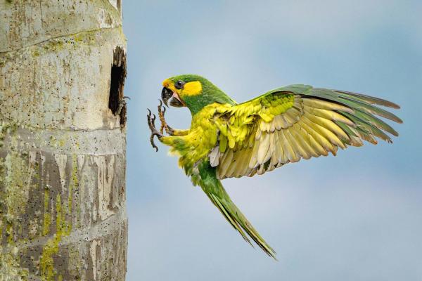 Лучшие фотографии птиц с конкурса Audubon Photography Awards Лучшие фотографии птиц с конкурса Audubon Photography Awards