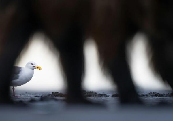 Лучшие фотографии птиц с конкурса Audubon Photography Awards Лучшие фотографии птиц с конкурса Audubon Photography Awards