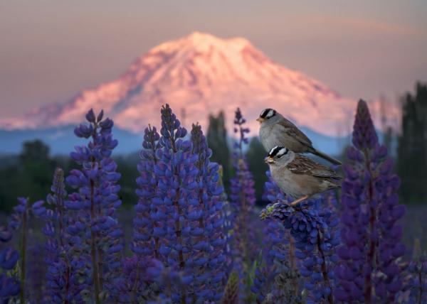 Лучшие фотографии птиц с конкурса Audubon Photography Awards Лучшие фотографии птиц с конкурса Audubon Photography Awards