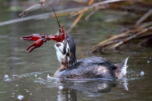 Лучшие фотографии птиц с конкурса Audubon Photography Awards Лучшие фотографии птиц с конкурса Audubon Photography Awards