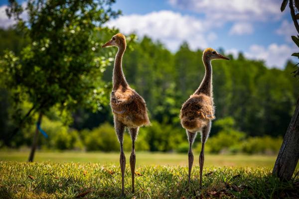 Лучшие фотографии птиц с конкурса Audubon Photography Awards Лучшие фотографии птиц с конкурса Audubon Photography Awards
