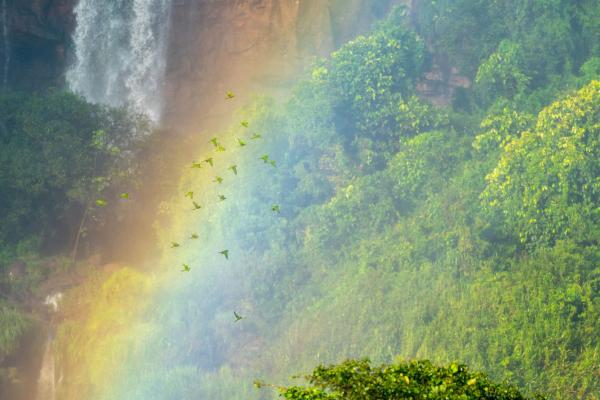 Лучшие фотографии птиц с конкурса Audubon Photography Awards Лучшие фотографии птиц с конкурса Audubon Photography Awards