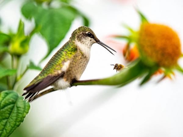 Лучшие фотографии птиц с конкурса Audubon Photography Awards Лучшие фотографии птиц с конкурса Audubon Photography Awards