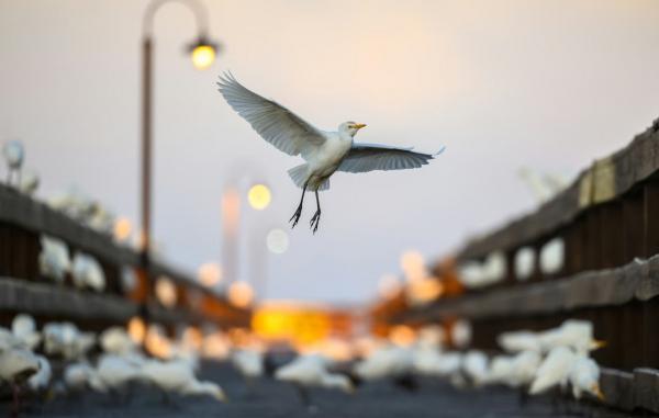 Лучшие фотографии птиц с конкурса Audubon Photography Awards Лучшие фотографии птиц с конкурса Audubon Photography Awards