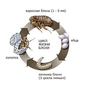 Как происходит размножение блох Как происходит размножение блох