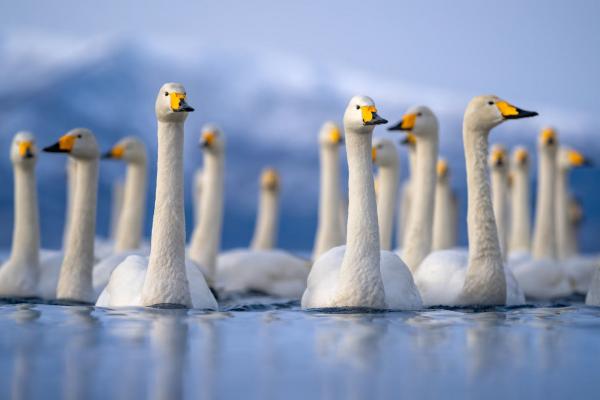 Лучшие фотографии птиц с конкурса Audubon Photography Awards Лучшие фотографии птиц с конкурса Audubon Photography Awards