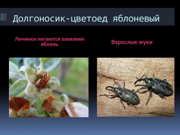 Борьба с долгоносиком на яблоне