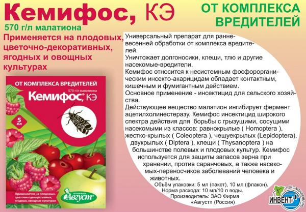 Боремся с побеговой галлицей на смородине Боремся с побеговой галлицей на смородине