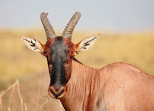 Моль: фотографии различных видов этого насекомого Моль: фотографии различных видов этого насекомого
