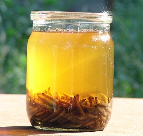 Лечение настойкой восковой моли