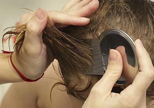 К чему снятся гниды с точки зрения разных сонников К чему снятся гниды с точки зрения разных сонников