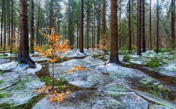 Победители конкурса «Фотограф года в области природы GDT 2026» Победители конкурса «Фотограф года в области природы GDT 2026»