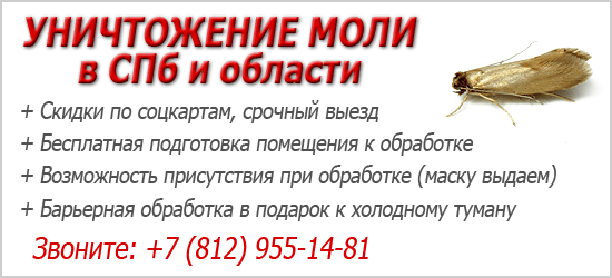 К чему снится моль и что об этом говорят сонники К чему снится моль и что об этом говорят сонники