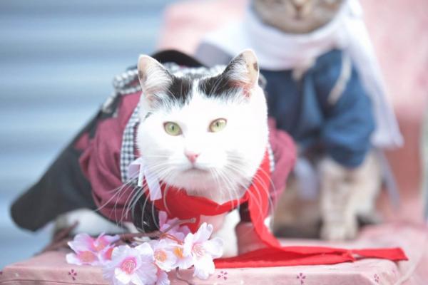 Отличный косплей в эти выходные в Осаке Отличный косплей в эти выходные в Осаке