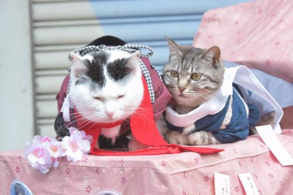 Отличный косплей в эти выходные в Осаке Отличный косплей в эти выходные в Осаке