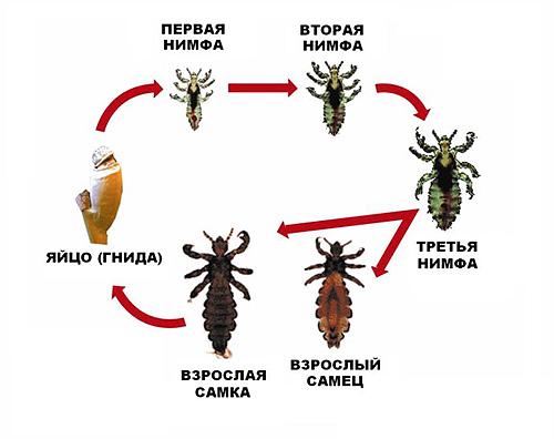 Как выглядят вши: знакомимся с особенностями внешнего вида и биологии паразитов
