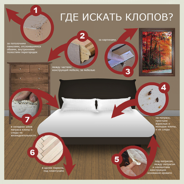 Клопы диванные: что делать и как избавиться